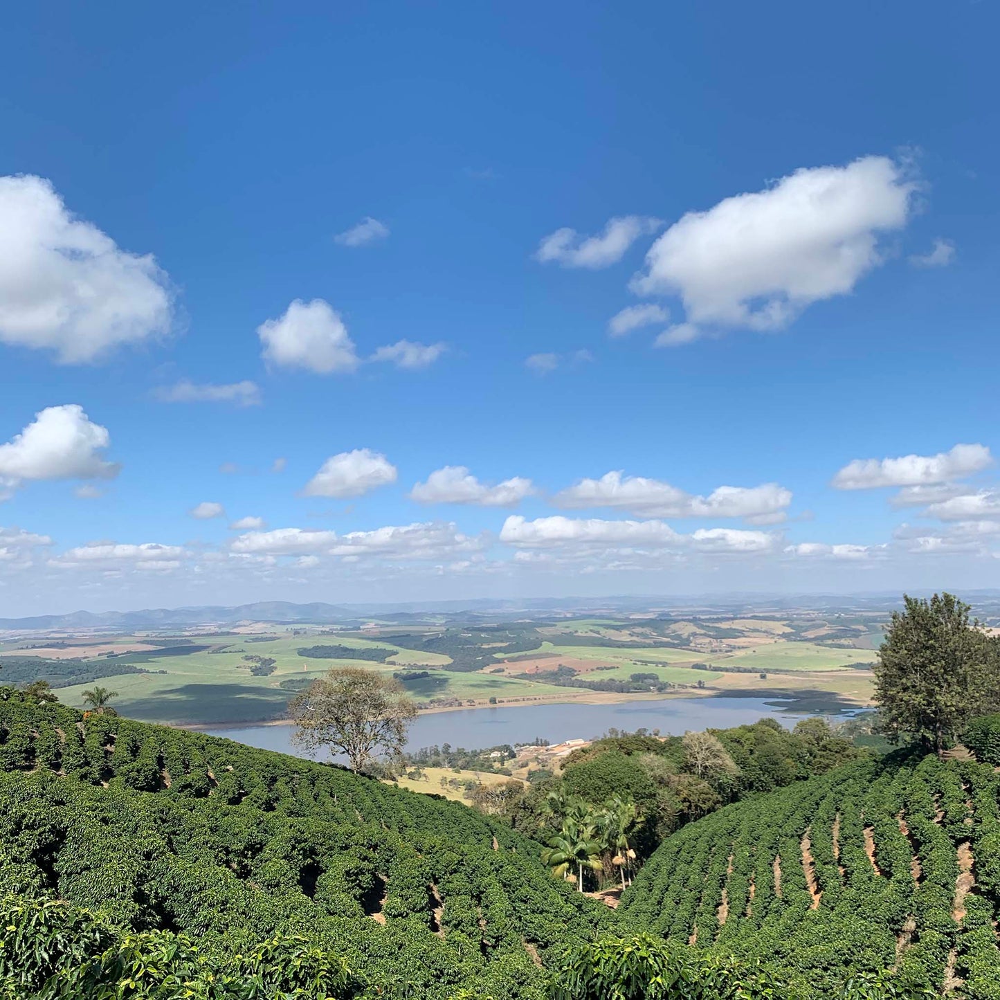 Brazil Daterra - Buena Vista