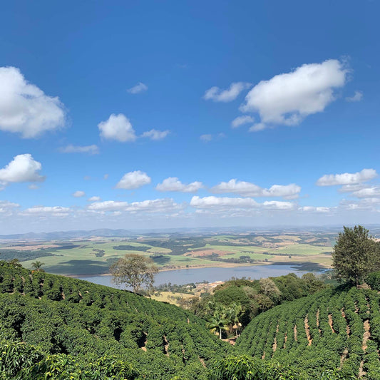 Brazil Daterra - Buena Vista