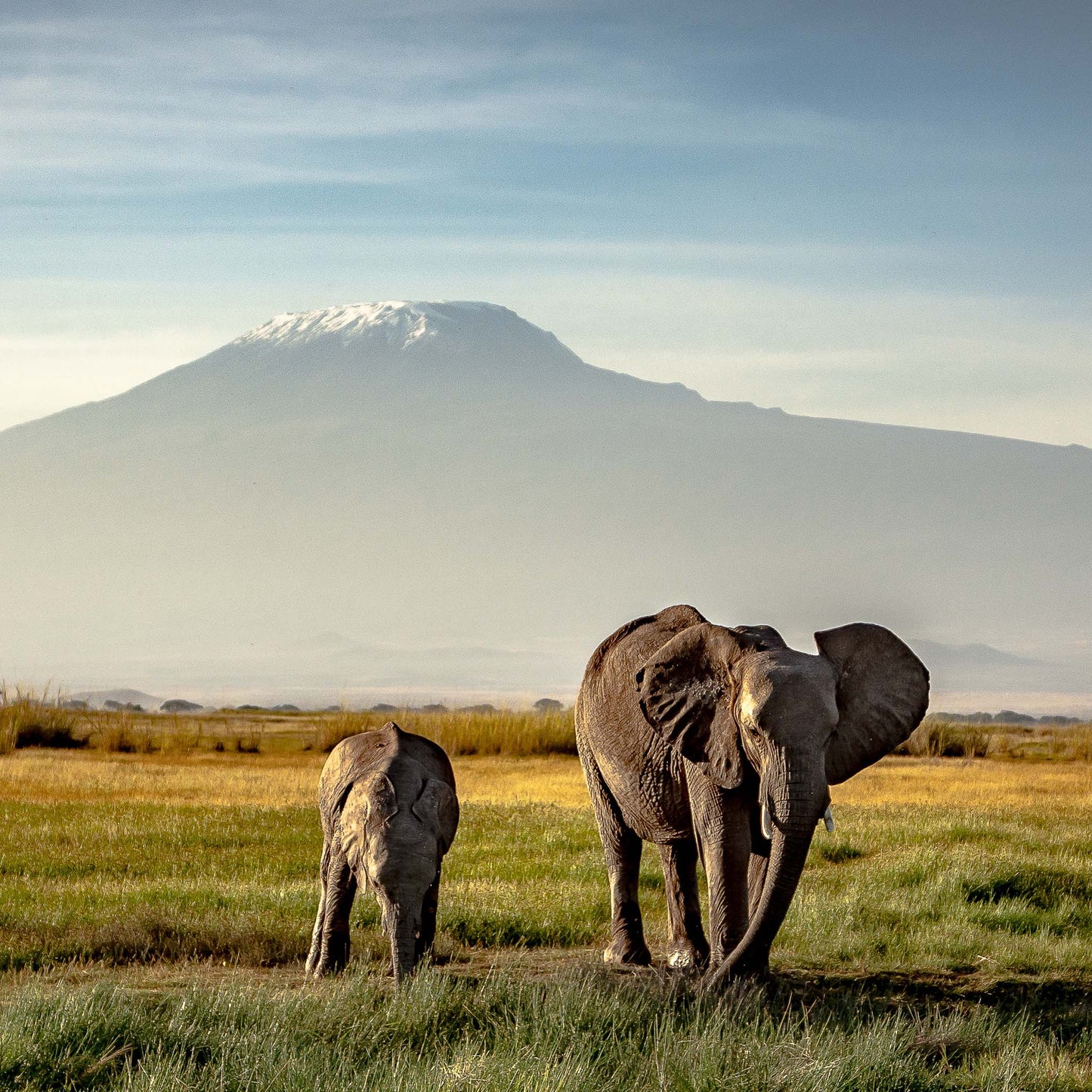 Kilimanjaro